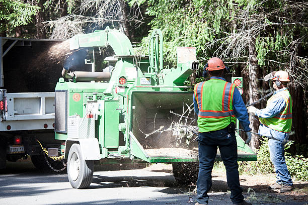 Tree and Shrub Care in Live Oak, CA